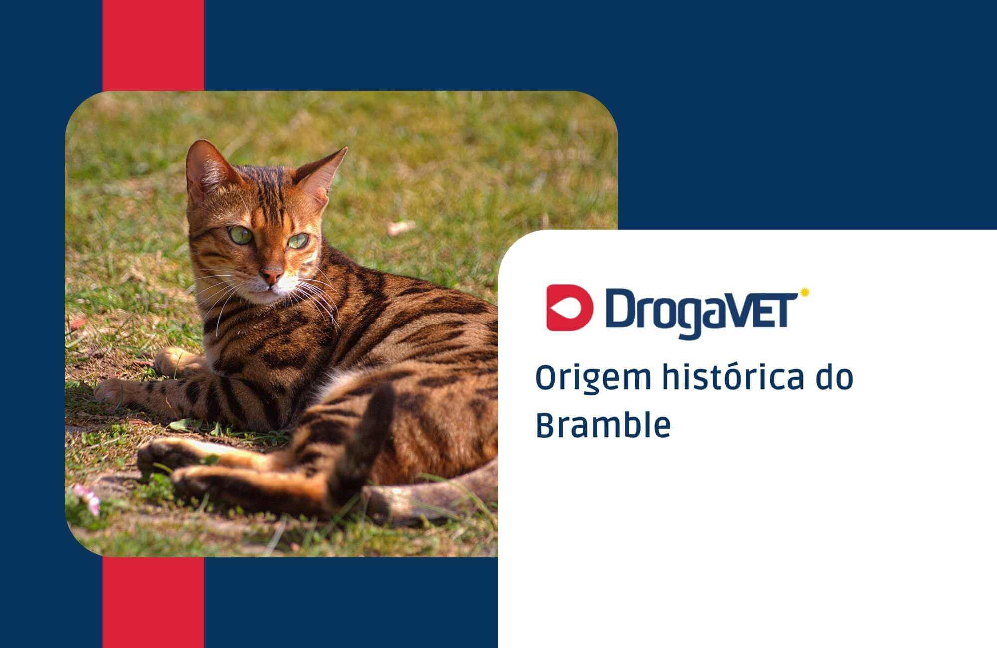 Origem histórica do Bramble