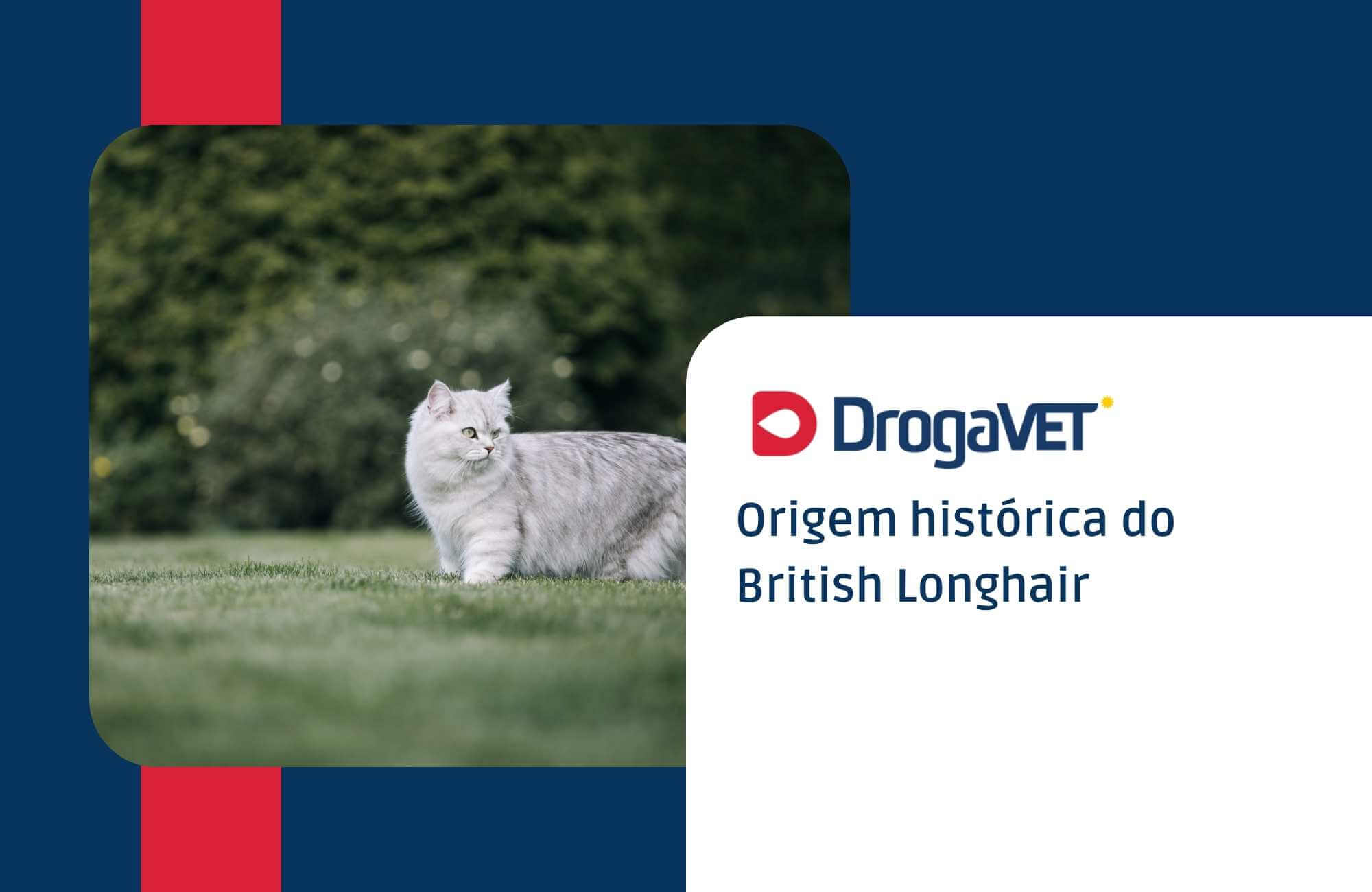 Origem histórica do British Longhair Origem histórica do British Longhair