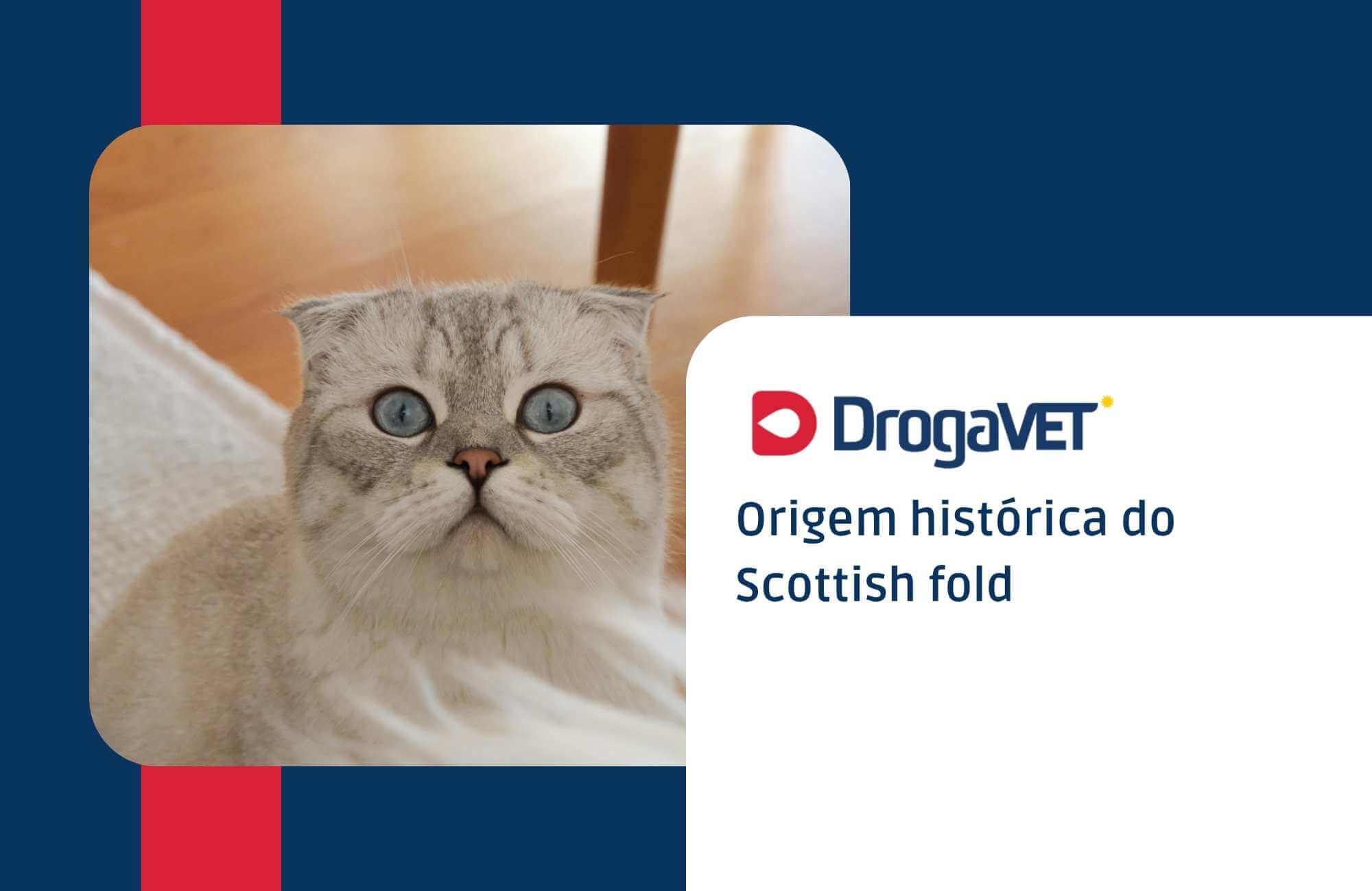 Origem histórica do Scottish fold Origem histórica do Scottish fold