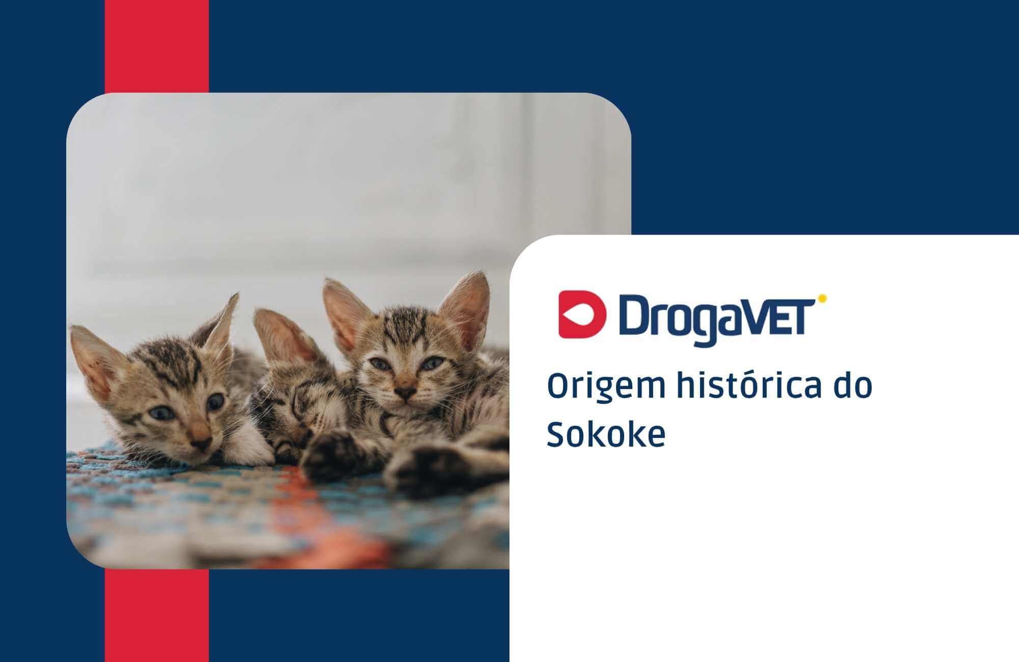 Origem histórica do Sokoke Origem histórica do Sokoke