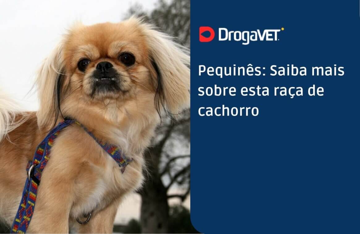 Pequinês Saiba mais sobre esta raça de cachorro