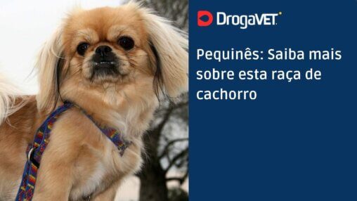 Pequinês Saiba mais sobre esta raça de cachorro