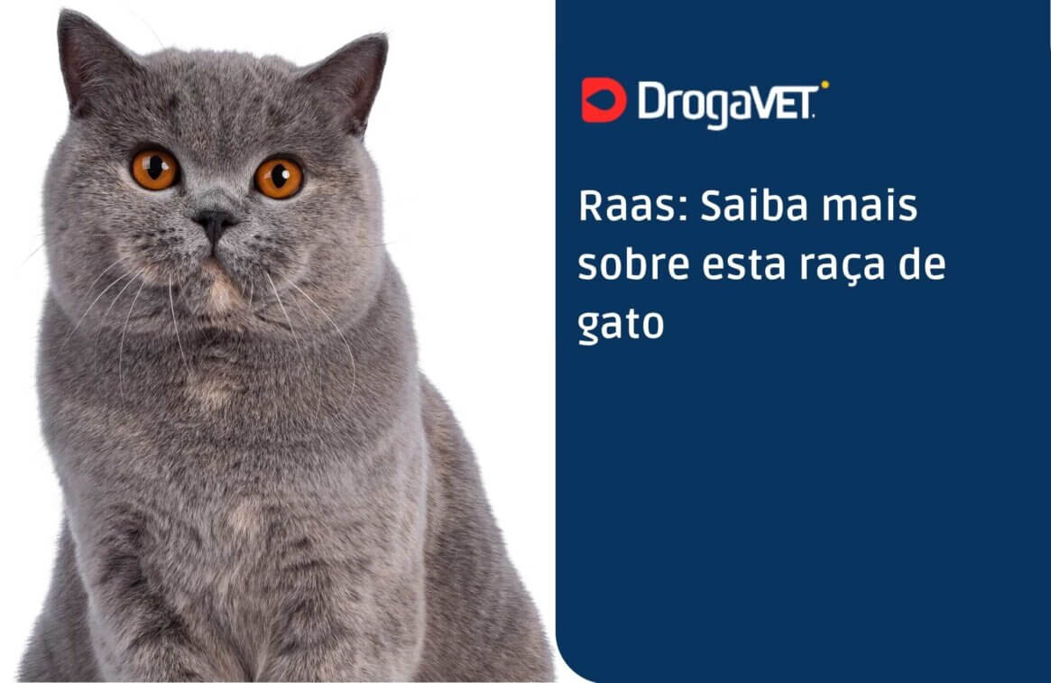 Raas Saiba mais sobre esta raça de gato