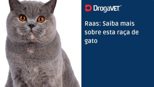 Raas Saiba mais sobre esta raça de gato