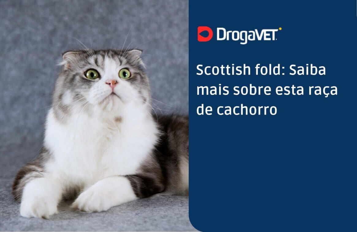 Scottish fold Saiba mais sobre esta raça de gato