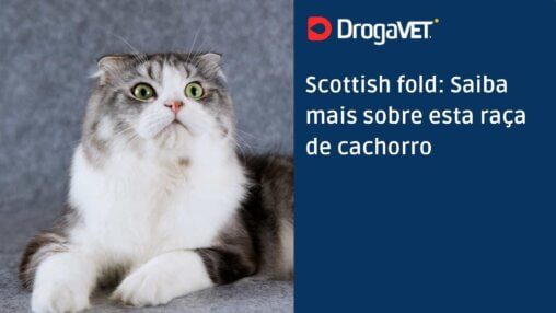 Scottish fold Saiba mais sobre esta raça de gato