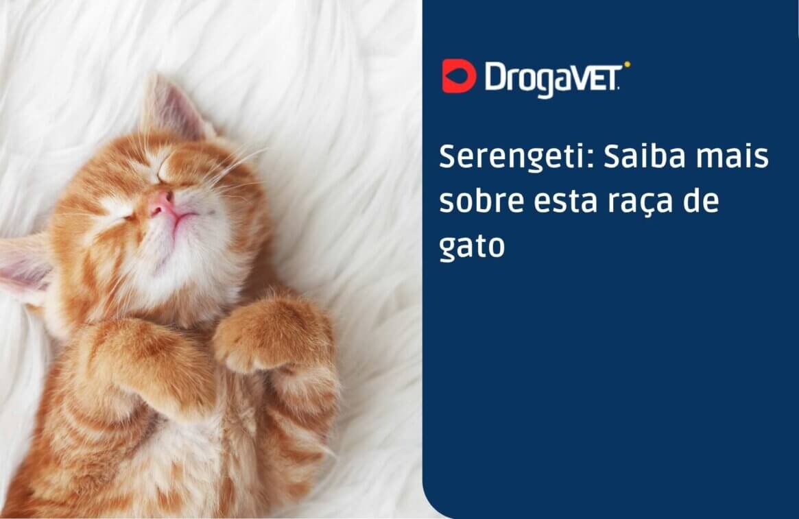 Serengeti Saiba mais sobre esta raça de gato