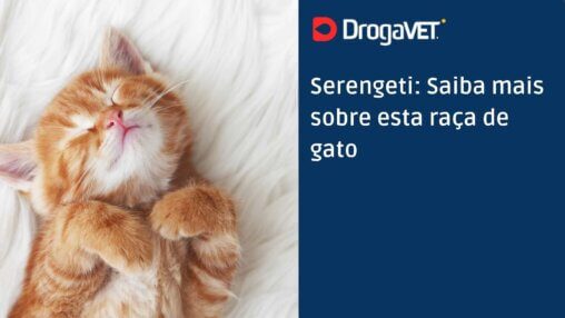 Serengeti Saiba mais sobre esta raça de gato