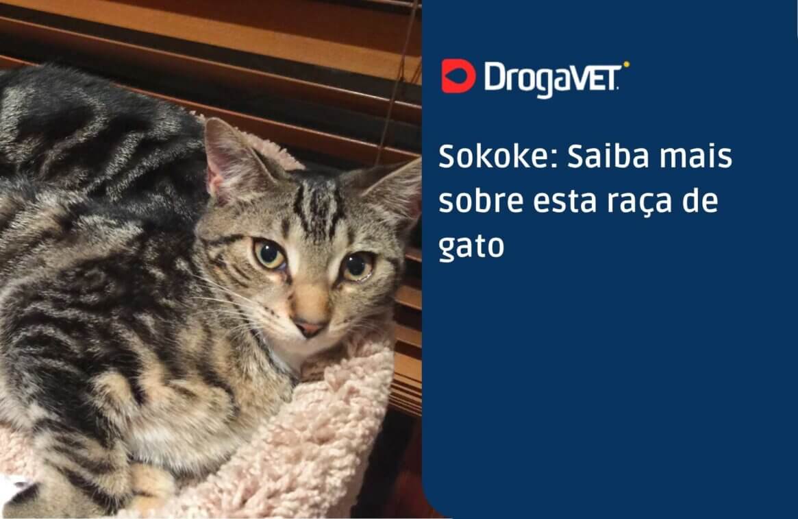 Sokoke Saiba mais sobre esta raça de gato