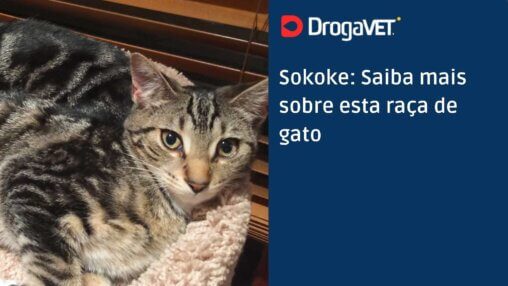 Sokoke Saiba mais sobre esta raça de gato