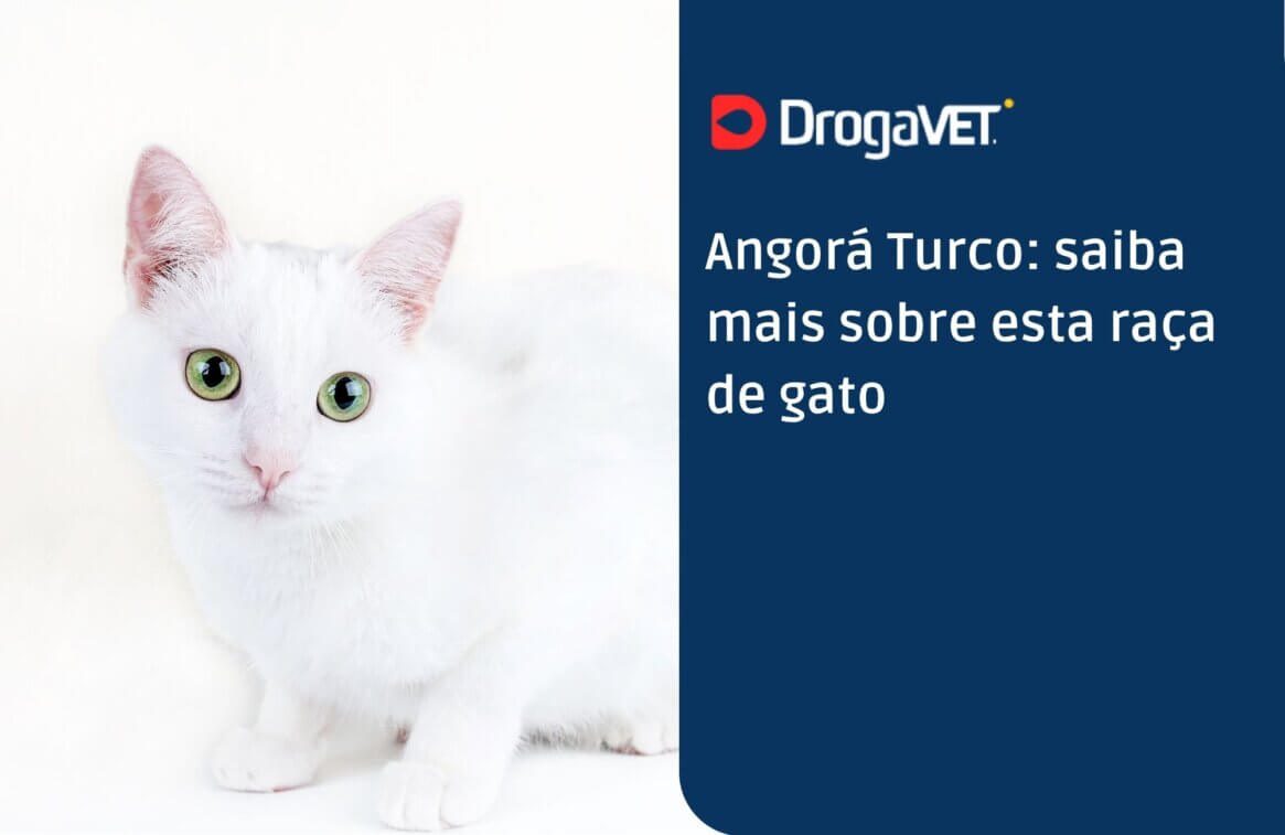 Angorá Turco saiba mais sobre esta raça de gato