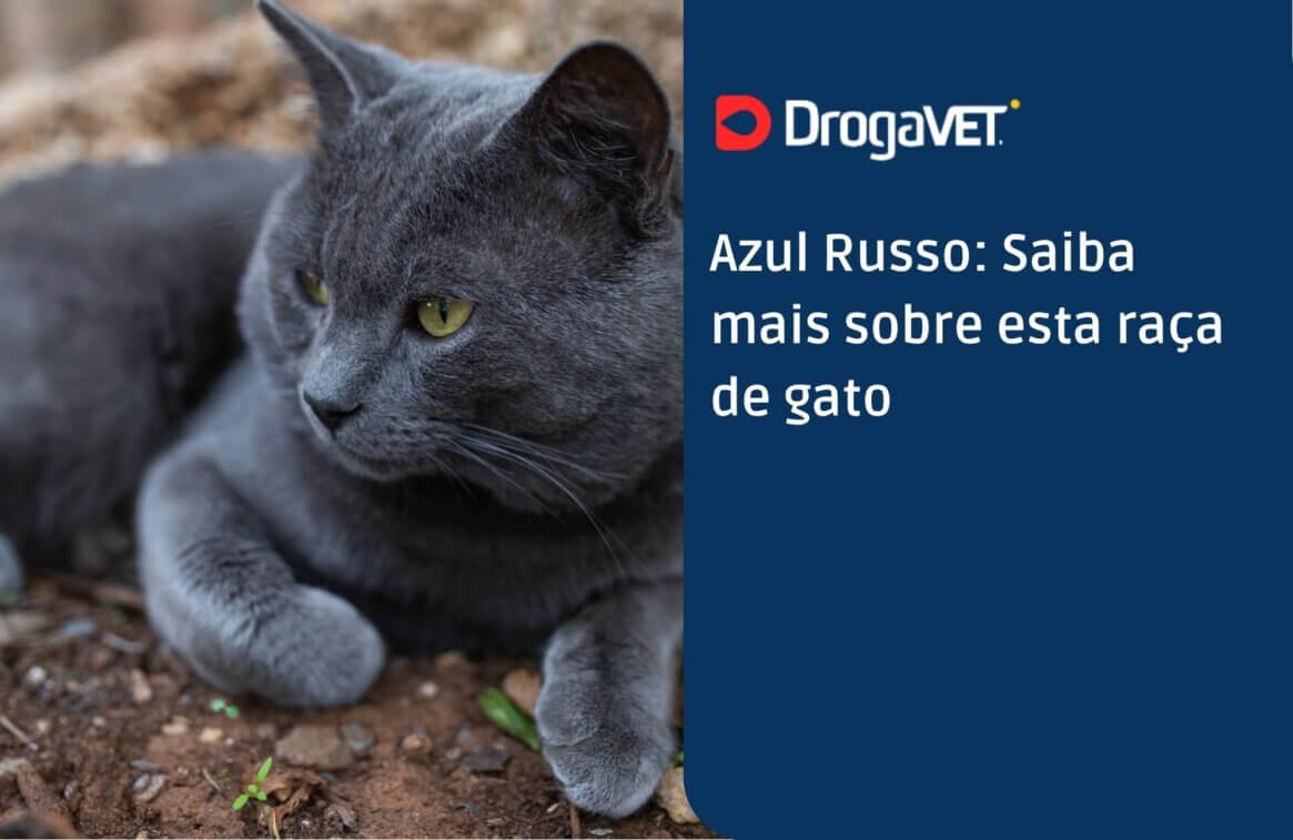 Azul Russo Saiba mais sobre esta raça de gato