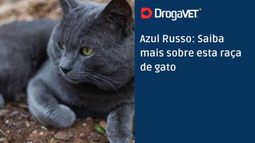 Azul Russo Saiba mais sobre esta raça de gato