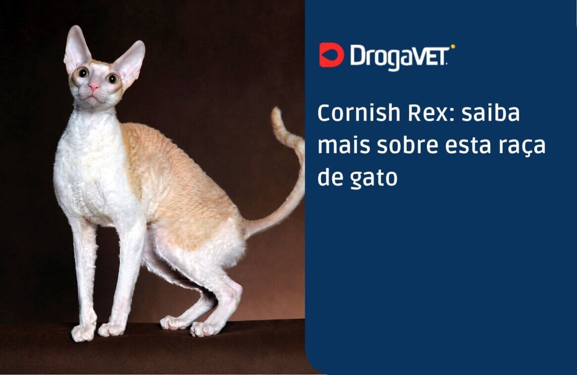 Cornish Rex saiba mais sobre esta raça de gato