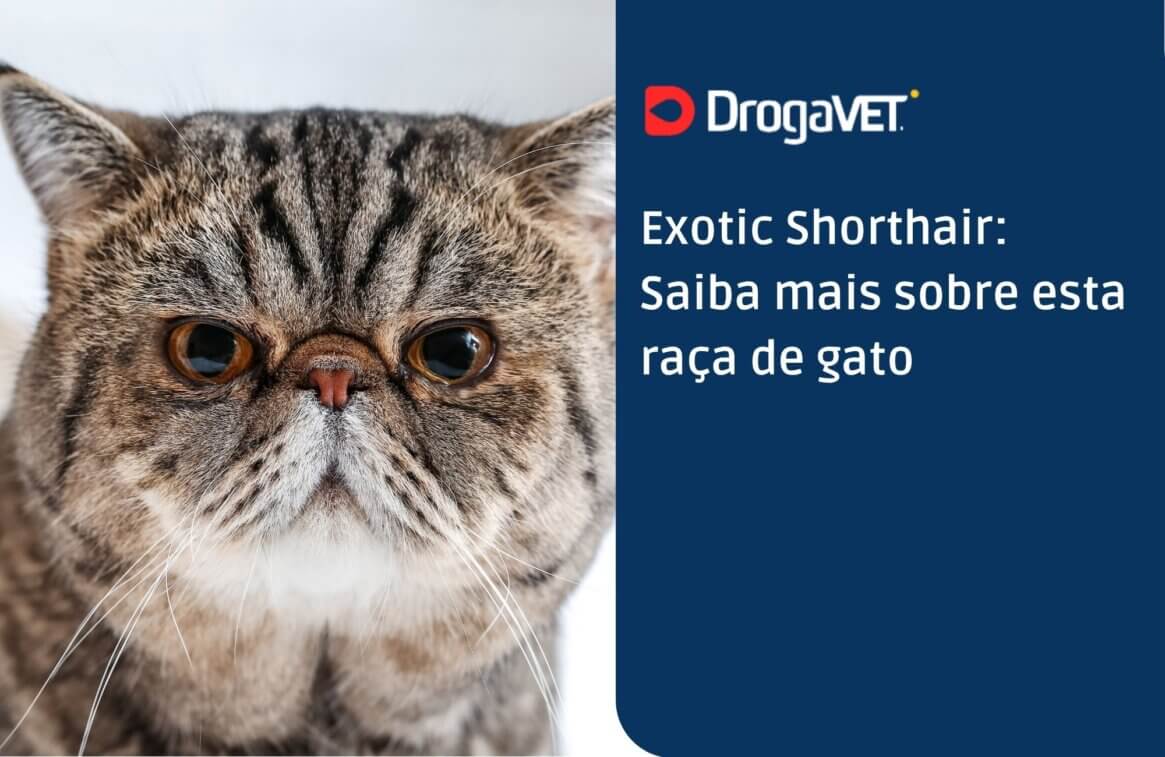 Exotic Shorthair Saiba mais sobre esta raça de gato