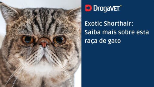 Exotic Shorthair Saiba mais sobre esta raça de gato