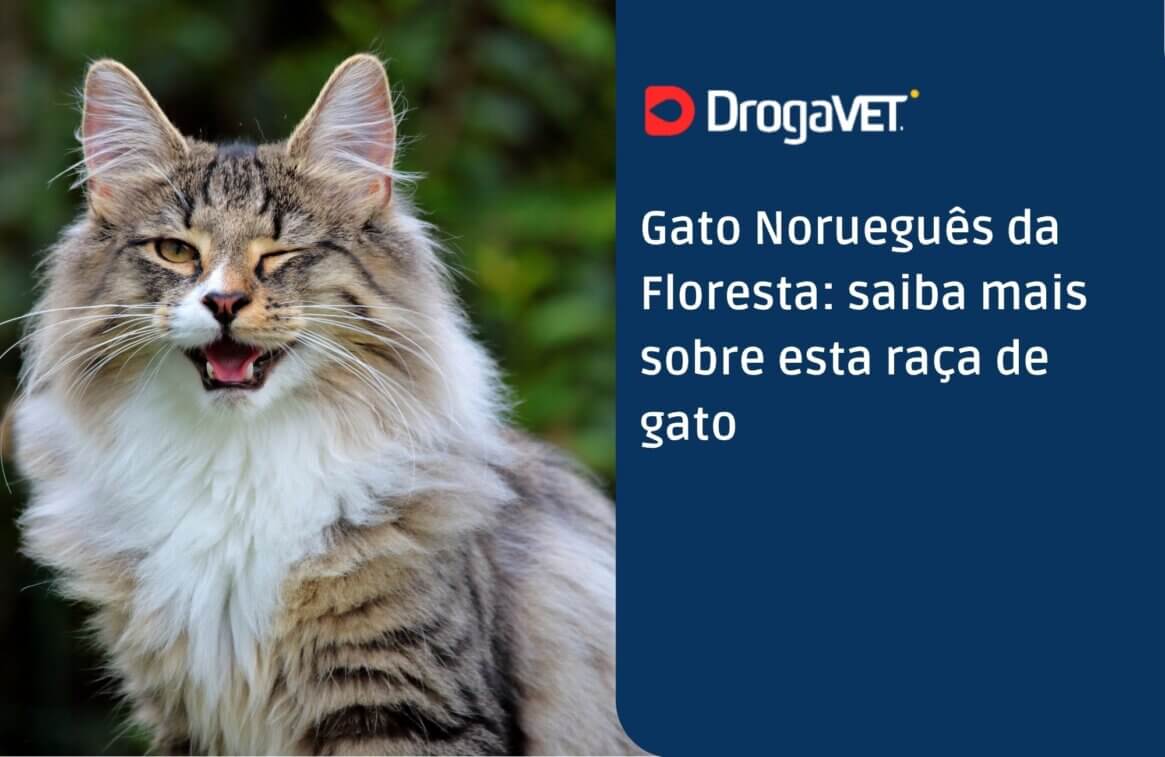 Gato Norueguês da Floresta saiba mais sobre esta raça de gato
