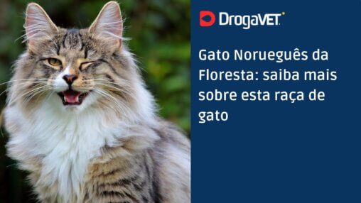 Gato Norueguês da Floresta saiba mais sobre esta raça de gato