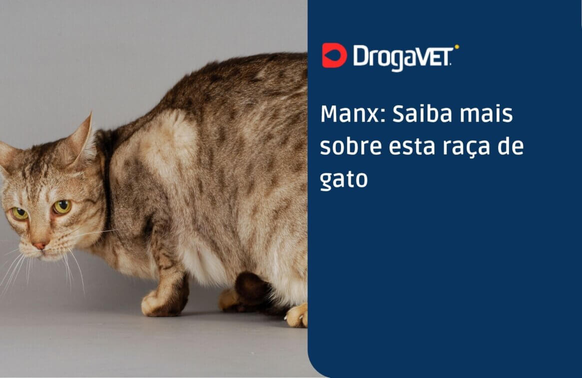 Manx Saiba mais sobre esta raça de gato