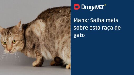 Manx Saiba mais sobre esta raça de gato