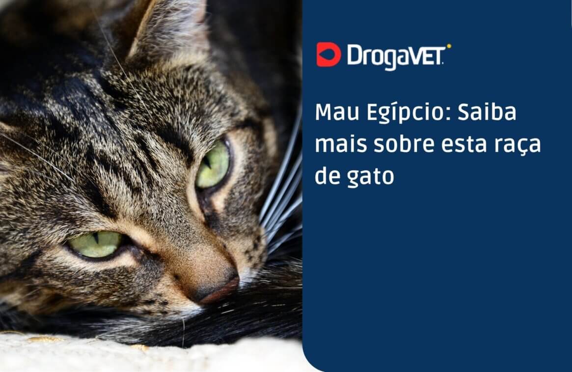 Mau Egípcio Saiba mais sobre esta raça de gato
