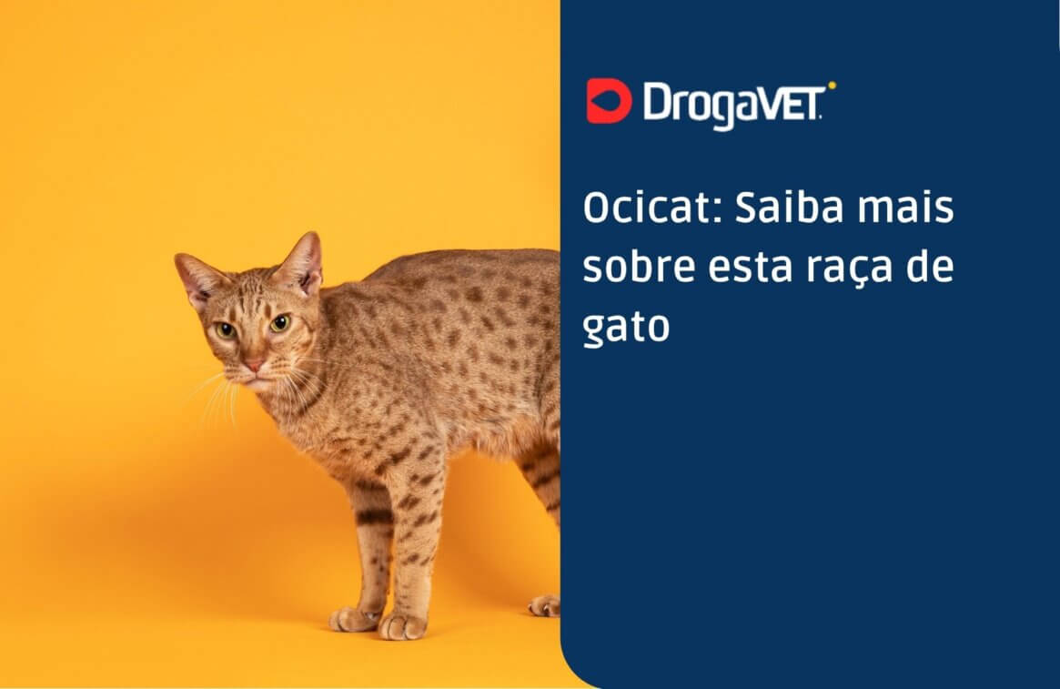 Ocicat Saiba mais sobre esta raça de gato