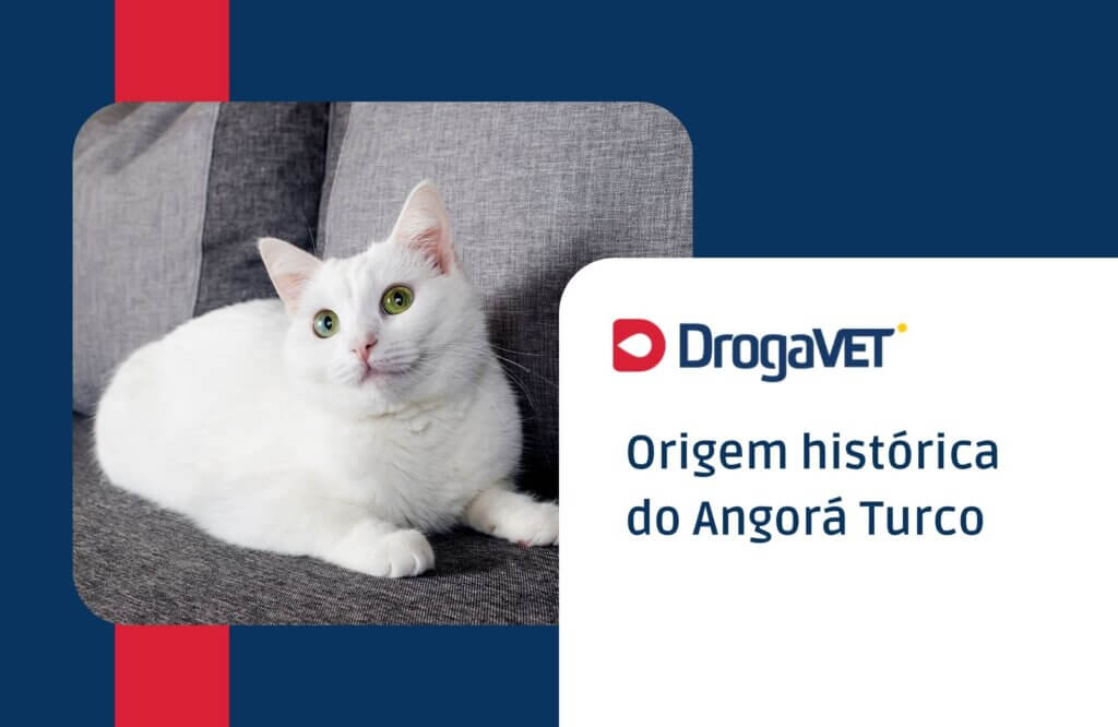 Origem histórica do Angorá Turco