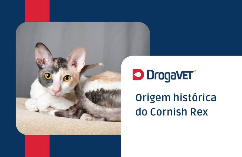 Origem histórica do Cornish Rex