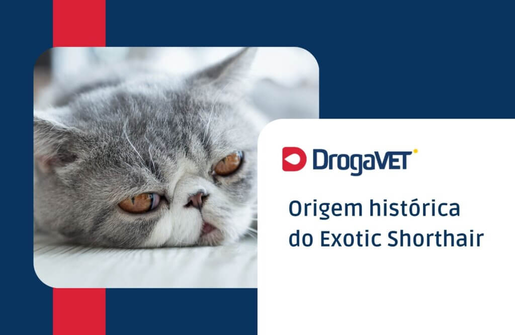 Origem histórica do Exotic Shorthair
