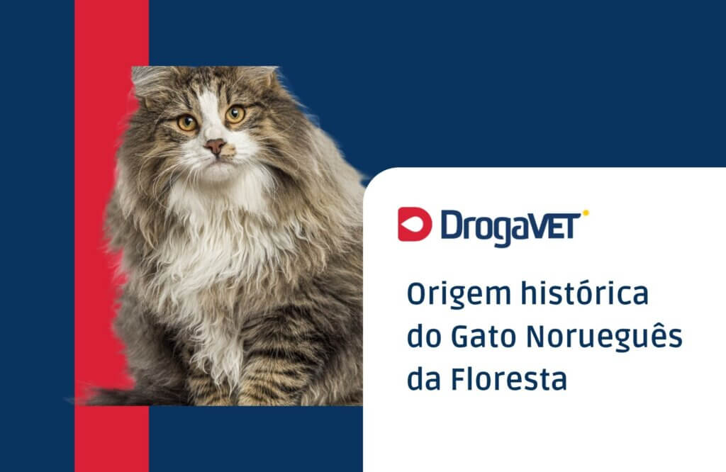 Origem histórica do Gato Norueguês da Floresta