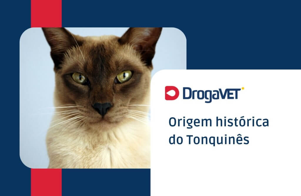Origem histórica do Tonquinês