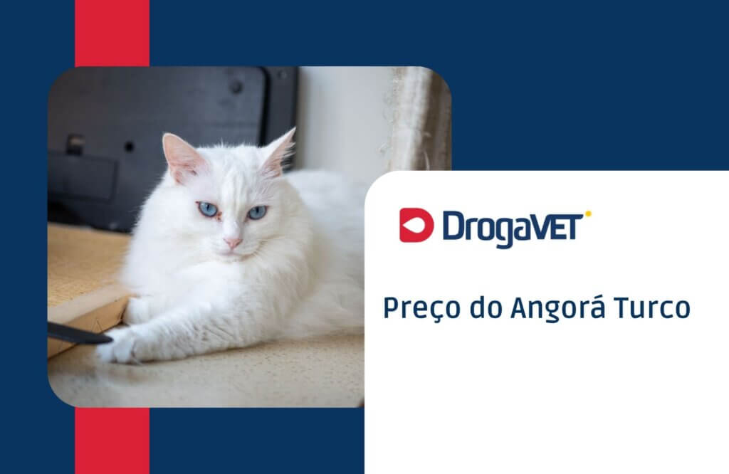 Preço do Angorá Turco