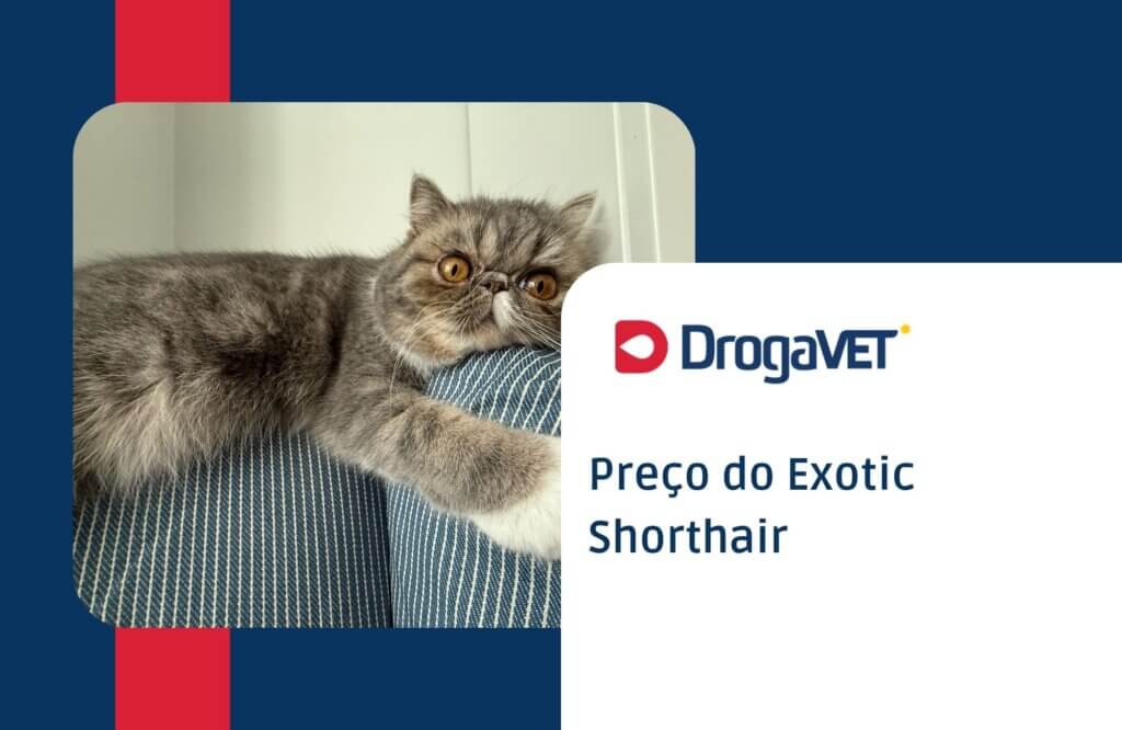 Preço do Exotic Shorthair