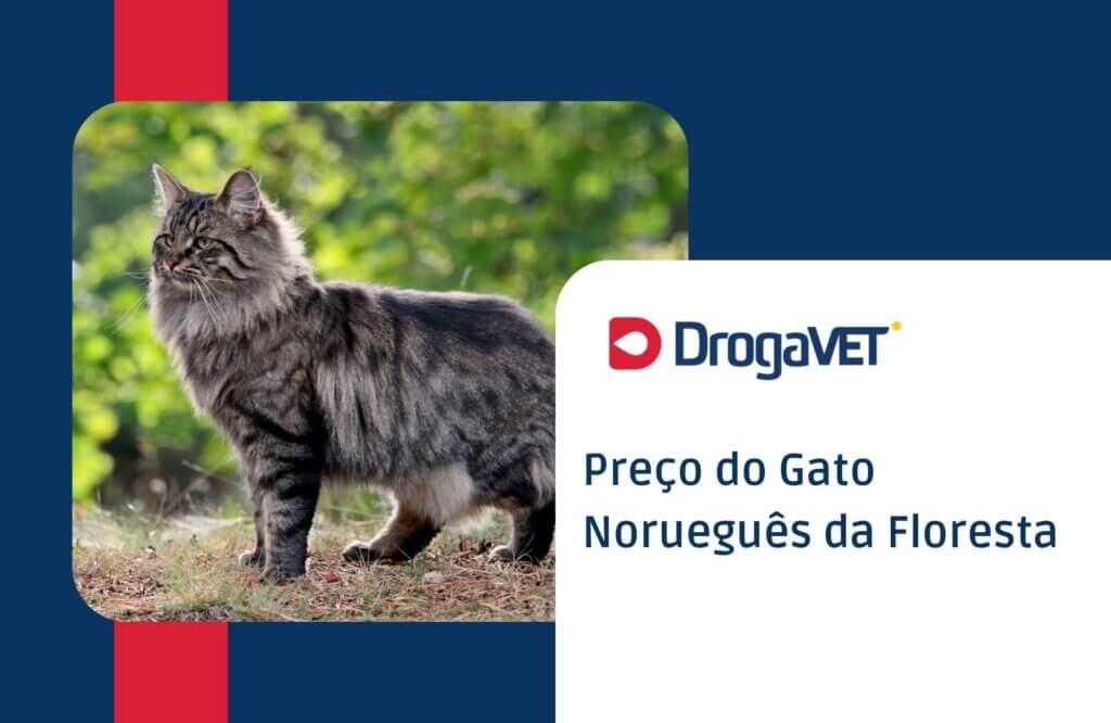 Preço do Gato Norueguês da Floresta