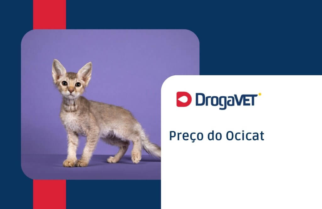 Preço do Ocicat