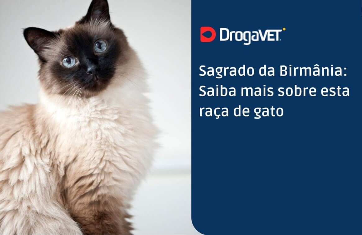 Sagrado da Birmânia Saiba mais sobre esta raça de gato