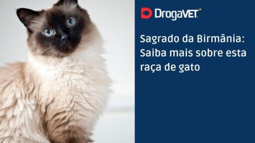 Sagrado da Birmânia Saiba mais sobre esta raça de gato