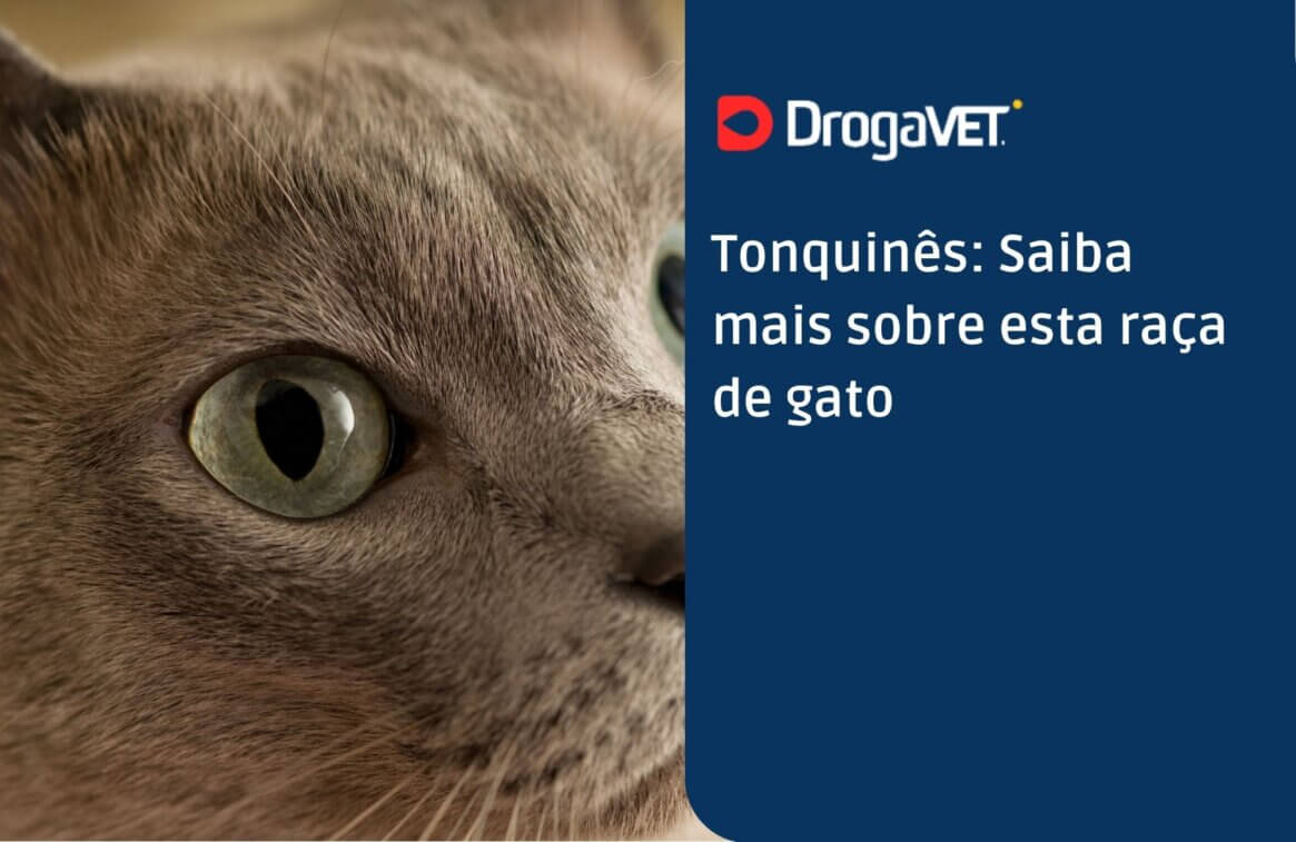 Tonquinês Saiba mais sobre esta raça de gato