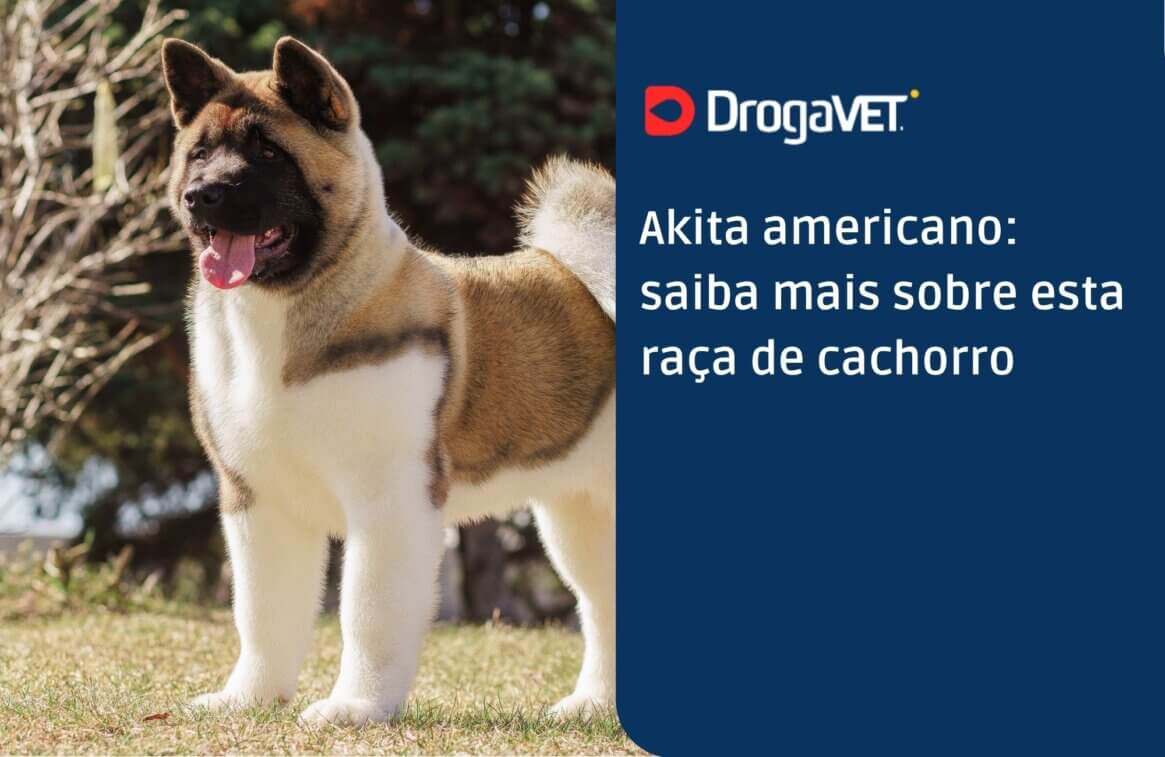Akita americano saiba mais sobre esta raça de cachorro