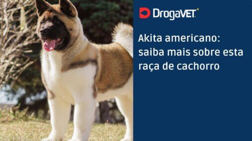Akita americano saiba mais sobre esta raça de cachorro