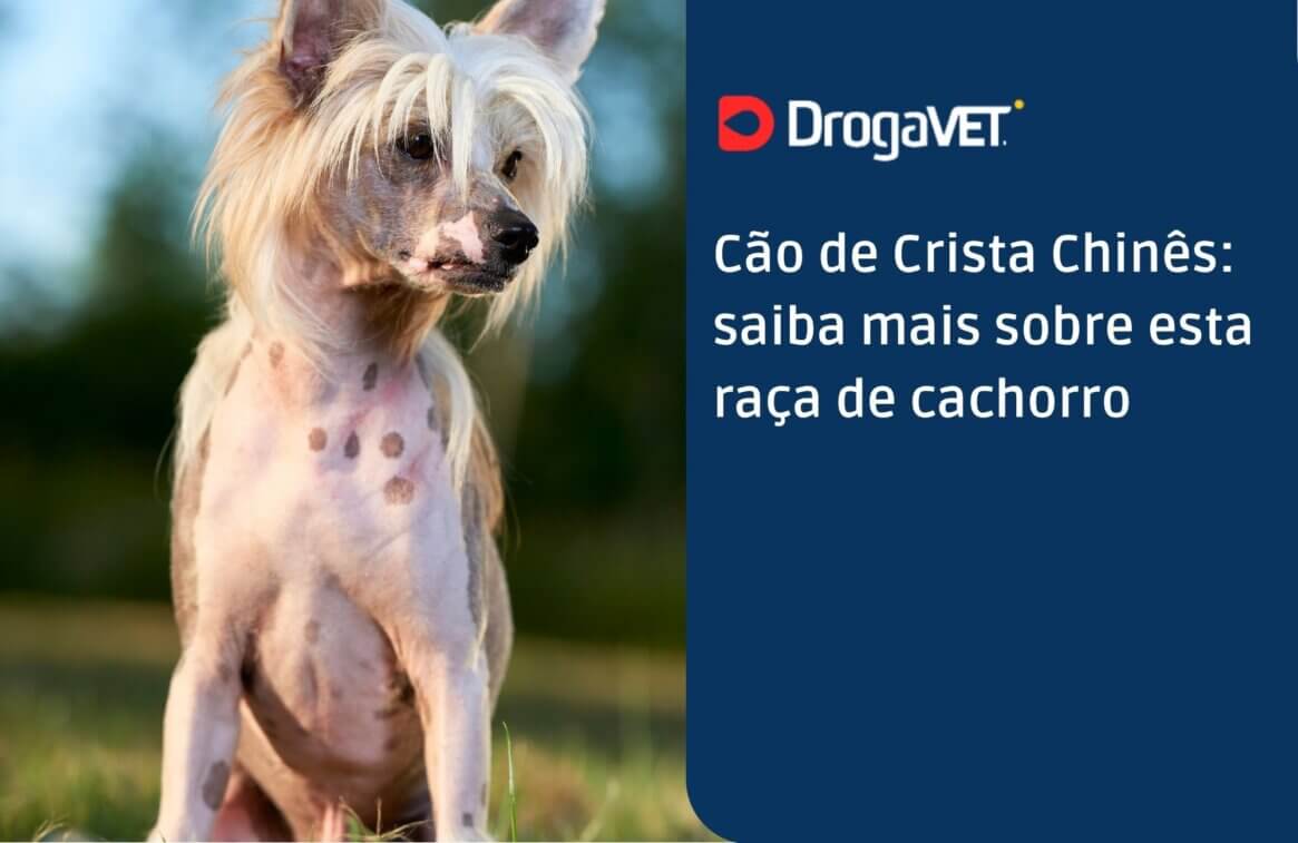 Cão de Crista Chinês saiba mais sobre esta raça de cachorro