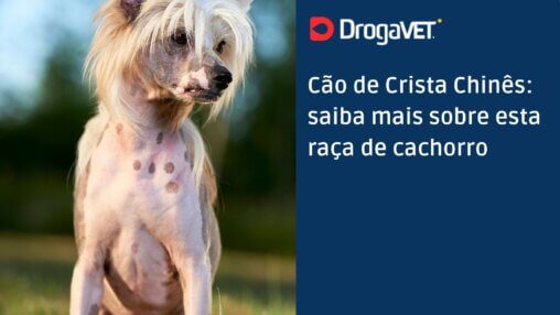 Cão de Crista Chinês saiba mais sobre esta raça de cachorro