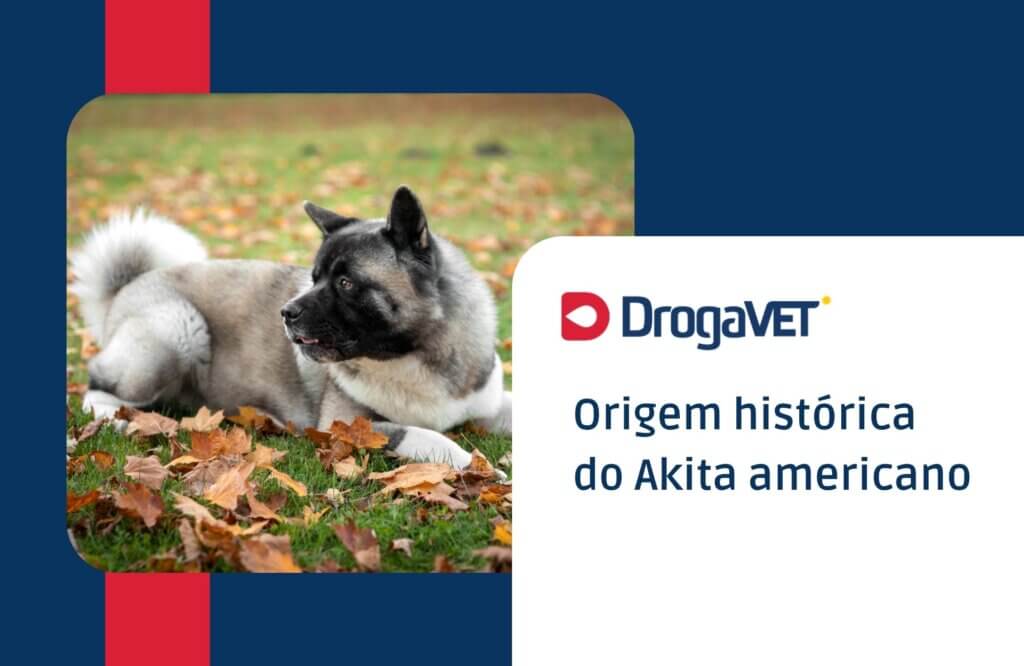 Origem histórica do Akita americano