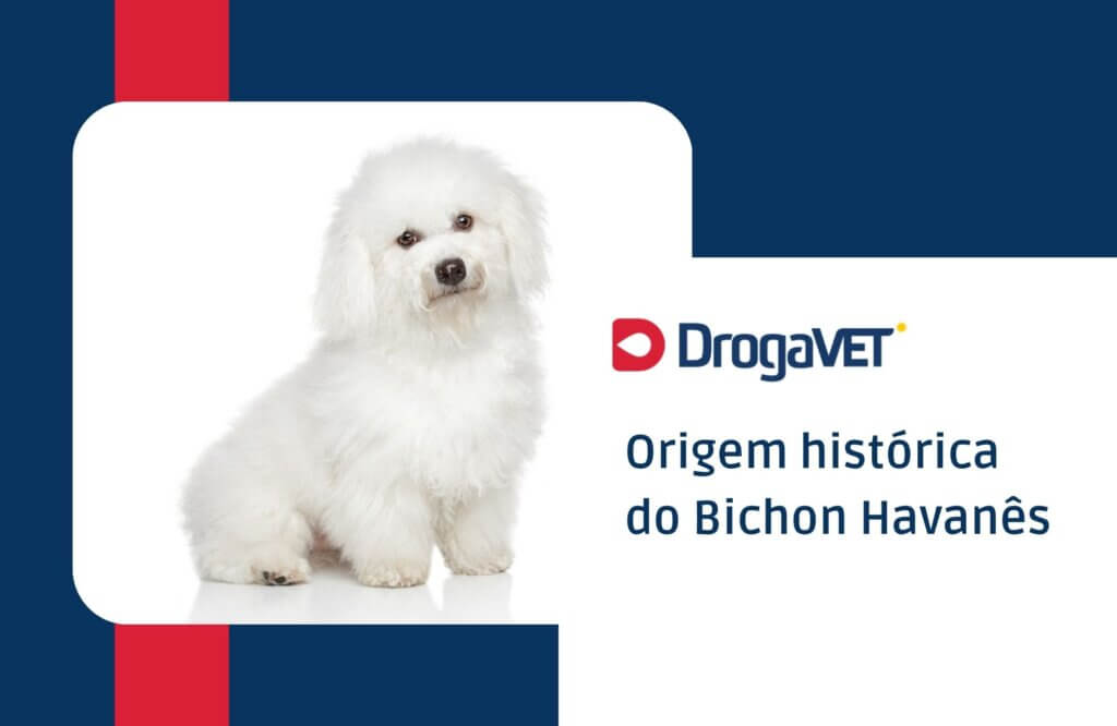 Origem histórica do Bichon Havanês