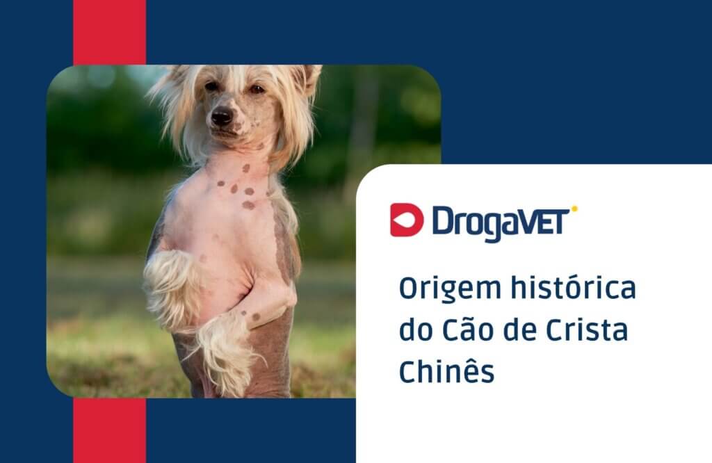 Origem histórica do Cão de Crista Chinês