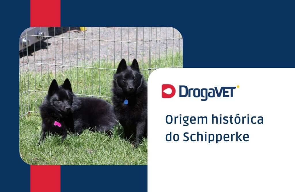 Origem histórica do Schipperke