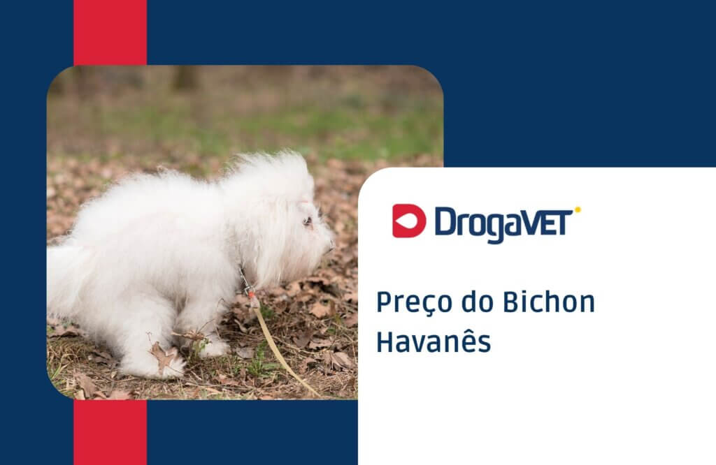 Preço do Bichon Havanês