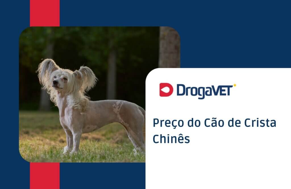 Preço do Cão de Crista Chinês
