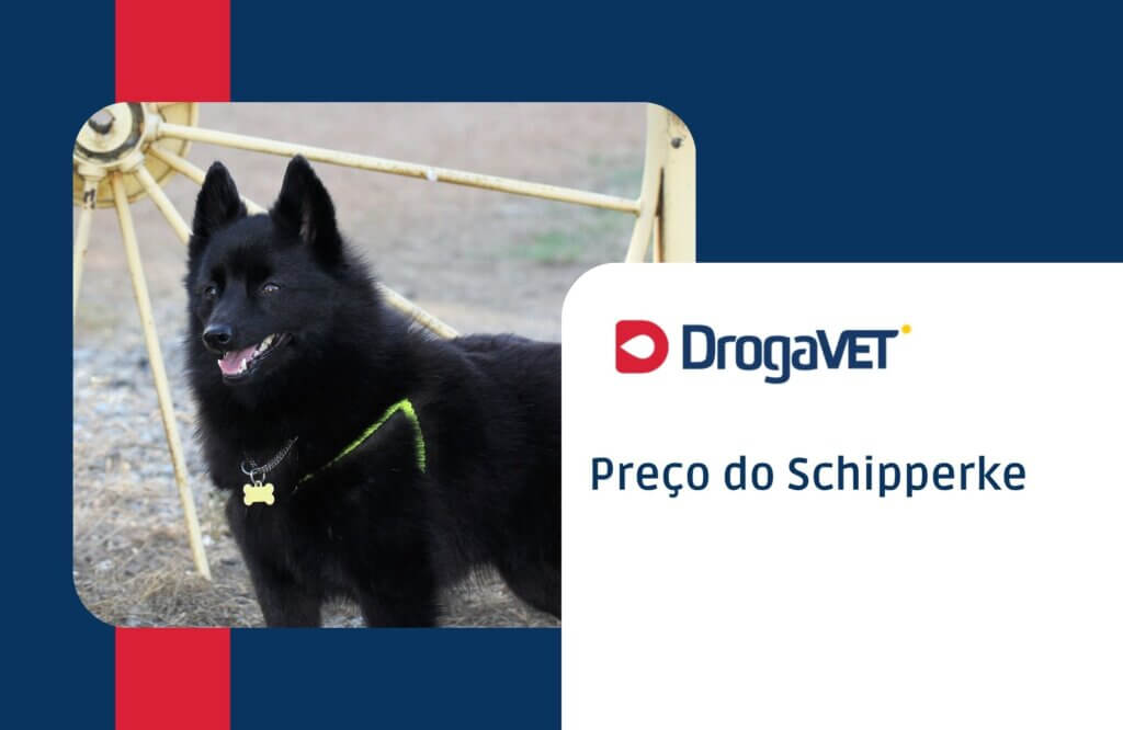 Preço do Schipperke