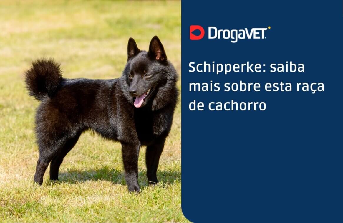Schipperke saiba mais sobre esta raça de cachorroo